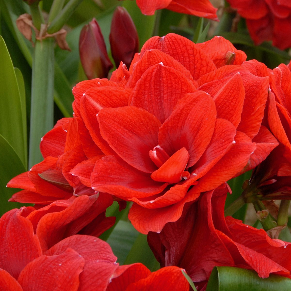 Amaryllis Cherry Nymph - Amaryllis - Fluwel