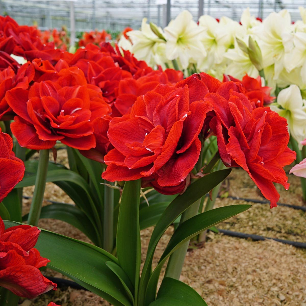 Amaryllis Cherry Nymph - Amaryllis - Fluwel