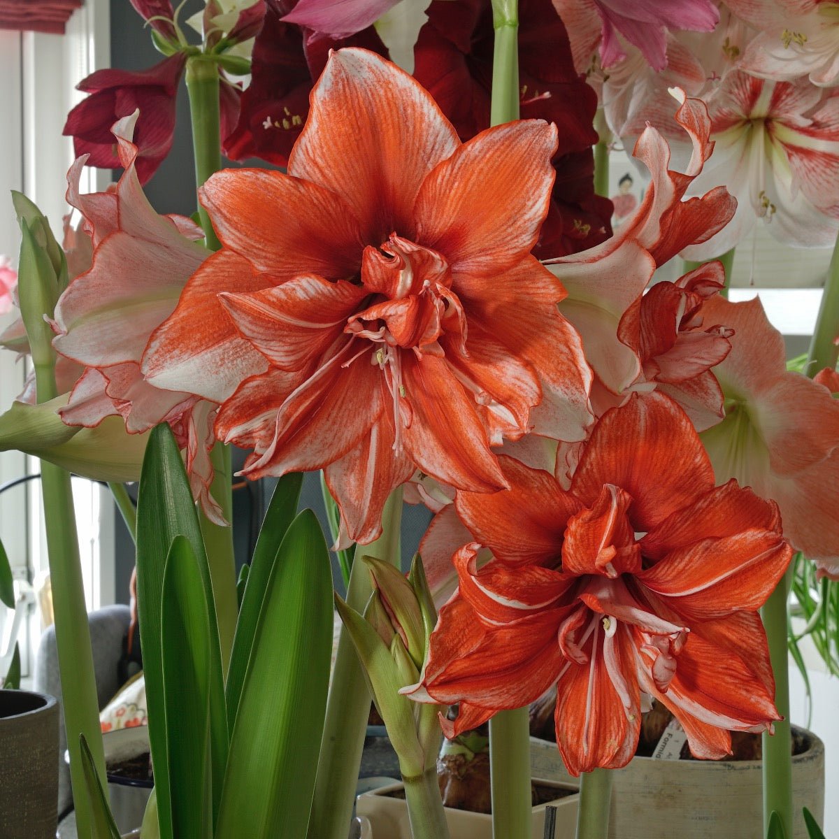 Amaryllis Flamed Amadeus - Amaryllis - Fluwel