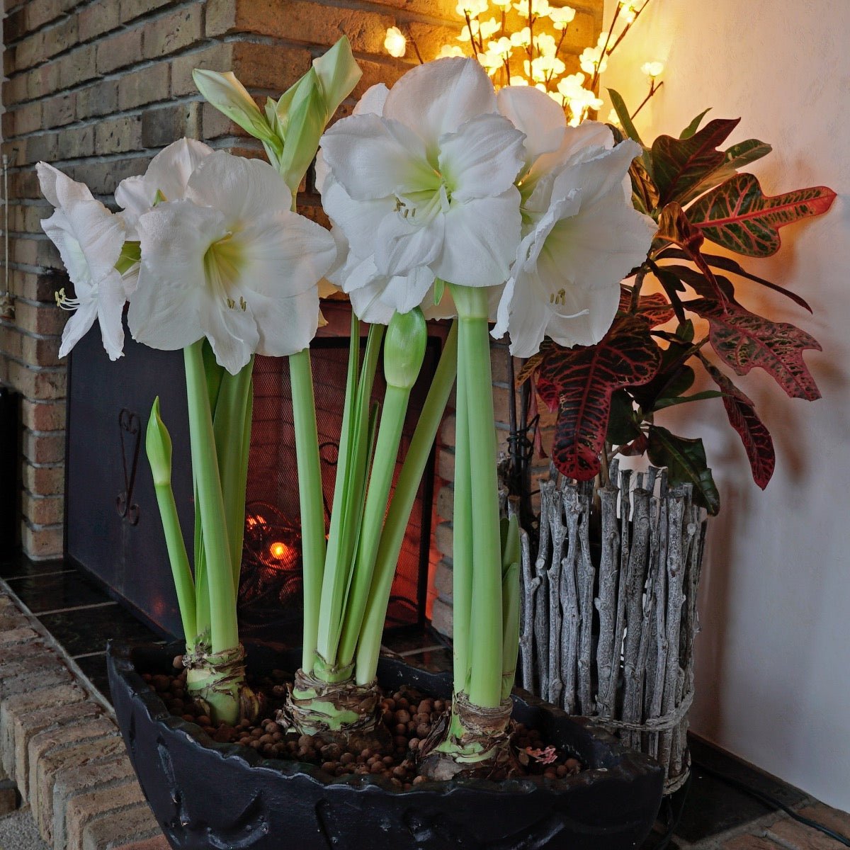 Amaryllis Moscow - Amaryllis - Fluwel