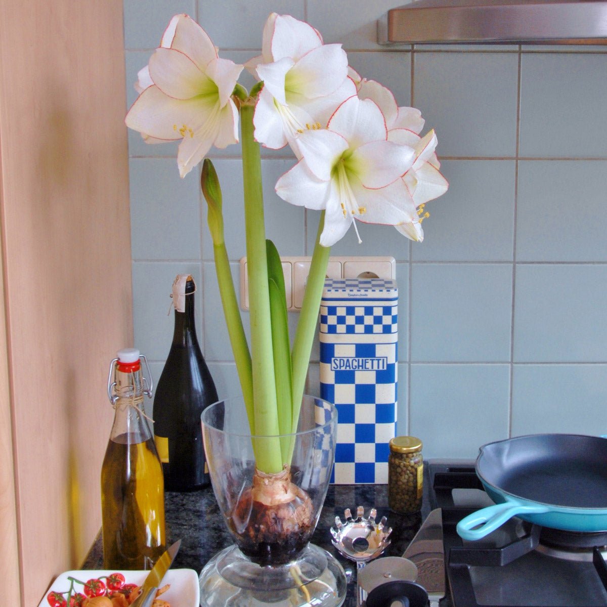 Amaryllis Picotee - Amaryllis - Fluwel