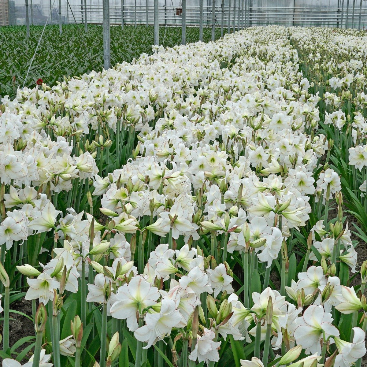 Amaryllis Picotee - Amaryllis - Fluwel