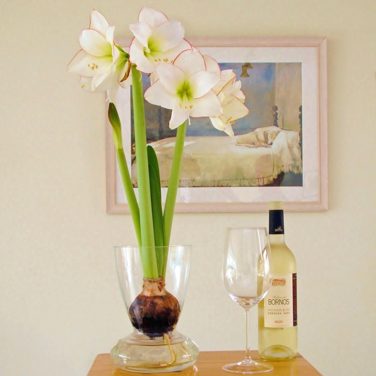 Amaryllis Picotee - Amaryllis - Fluwel
