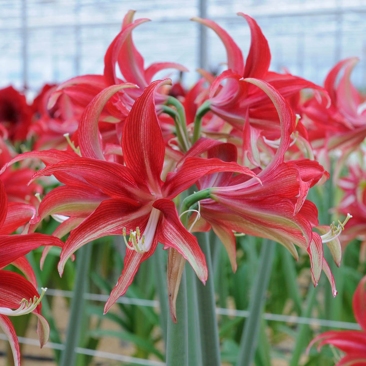 Amaryllis Quito - Amaryllis - Fluwel