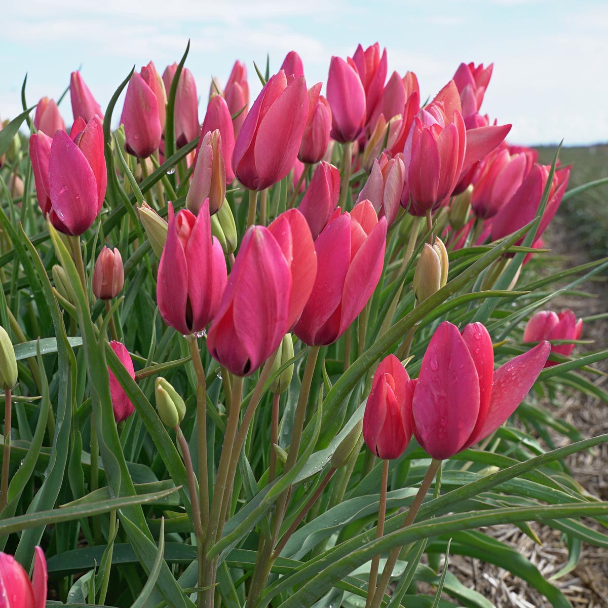 Annika - Tulips - Fluwel