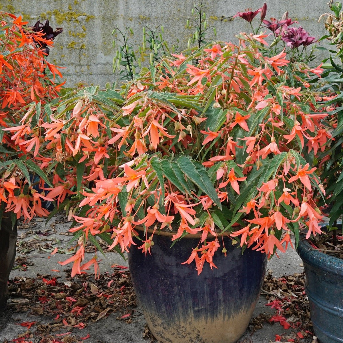 Begonia boliviensis San Francisco - Begonias - Fluwel