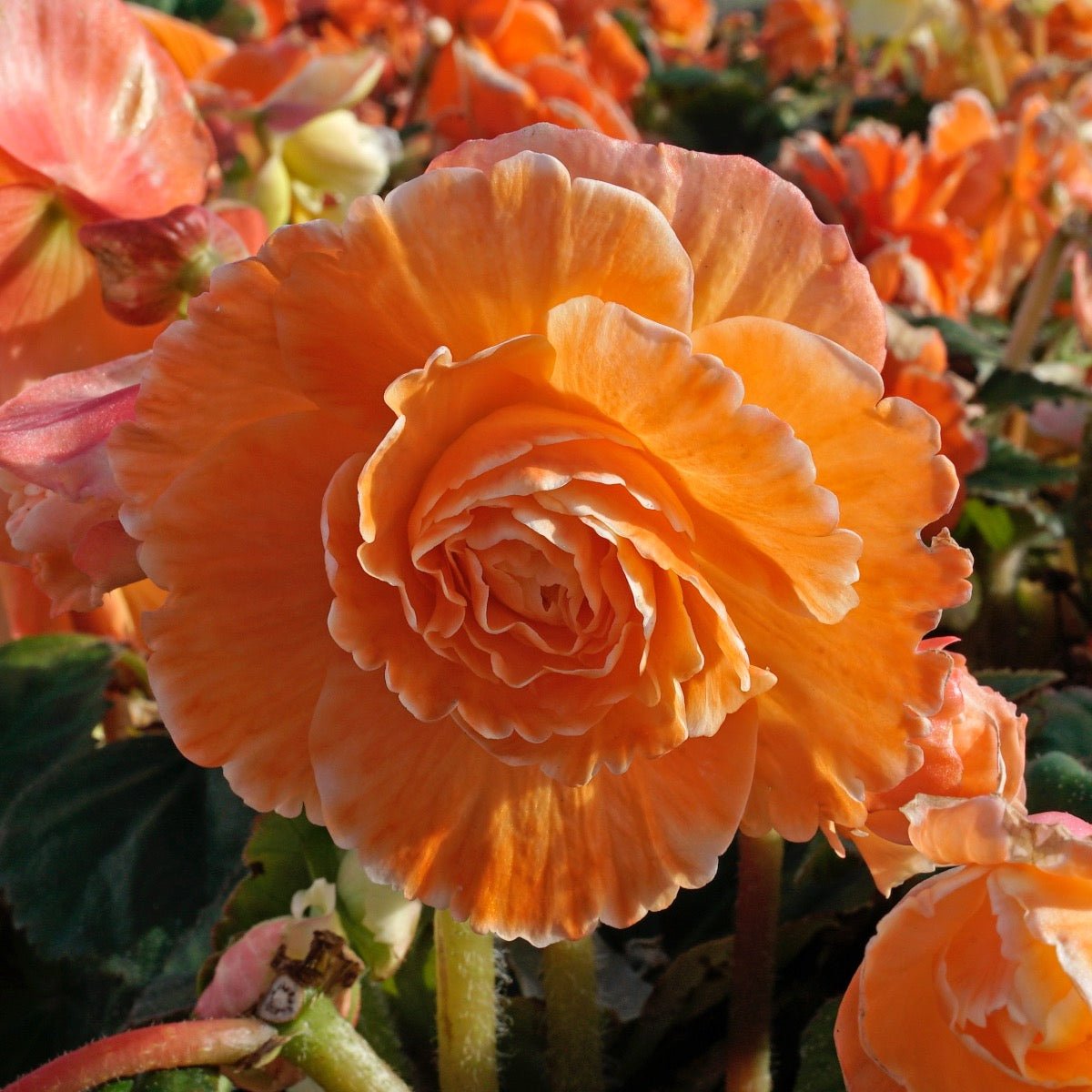 Begonia Lace Picotee Apricot - Begonias - Fluwel