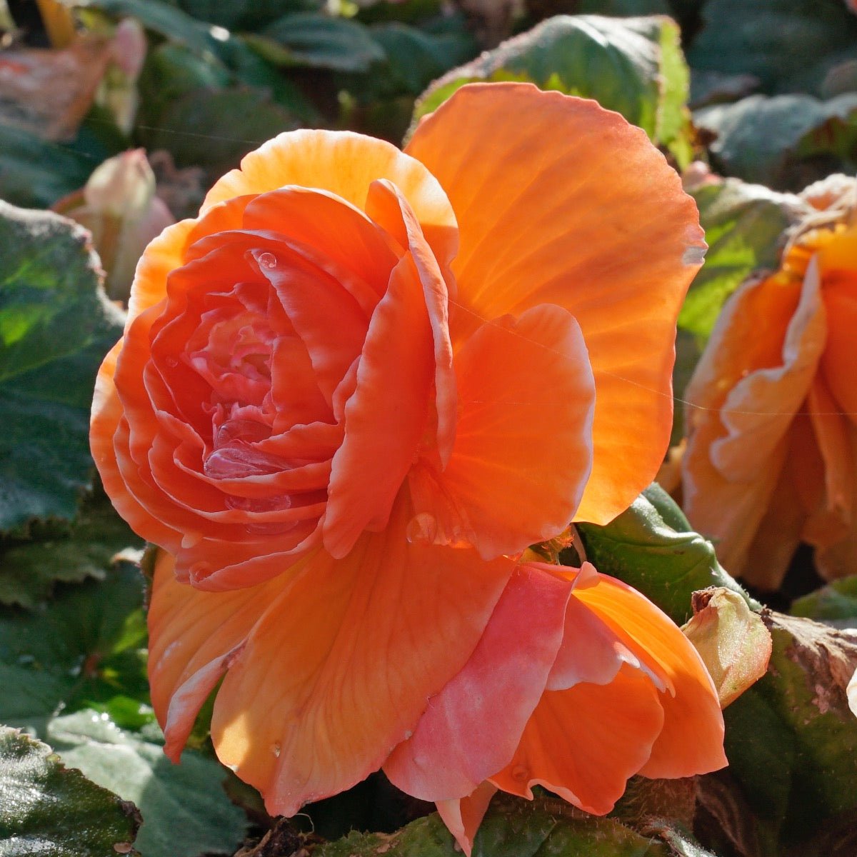 Begonia Lace Picotee Apricot - Begonias - Fluwel