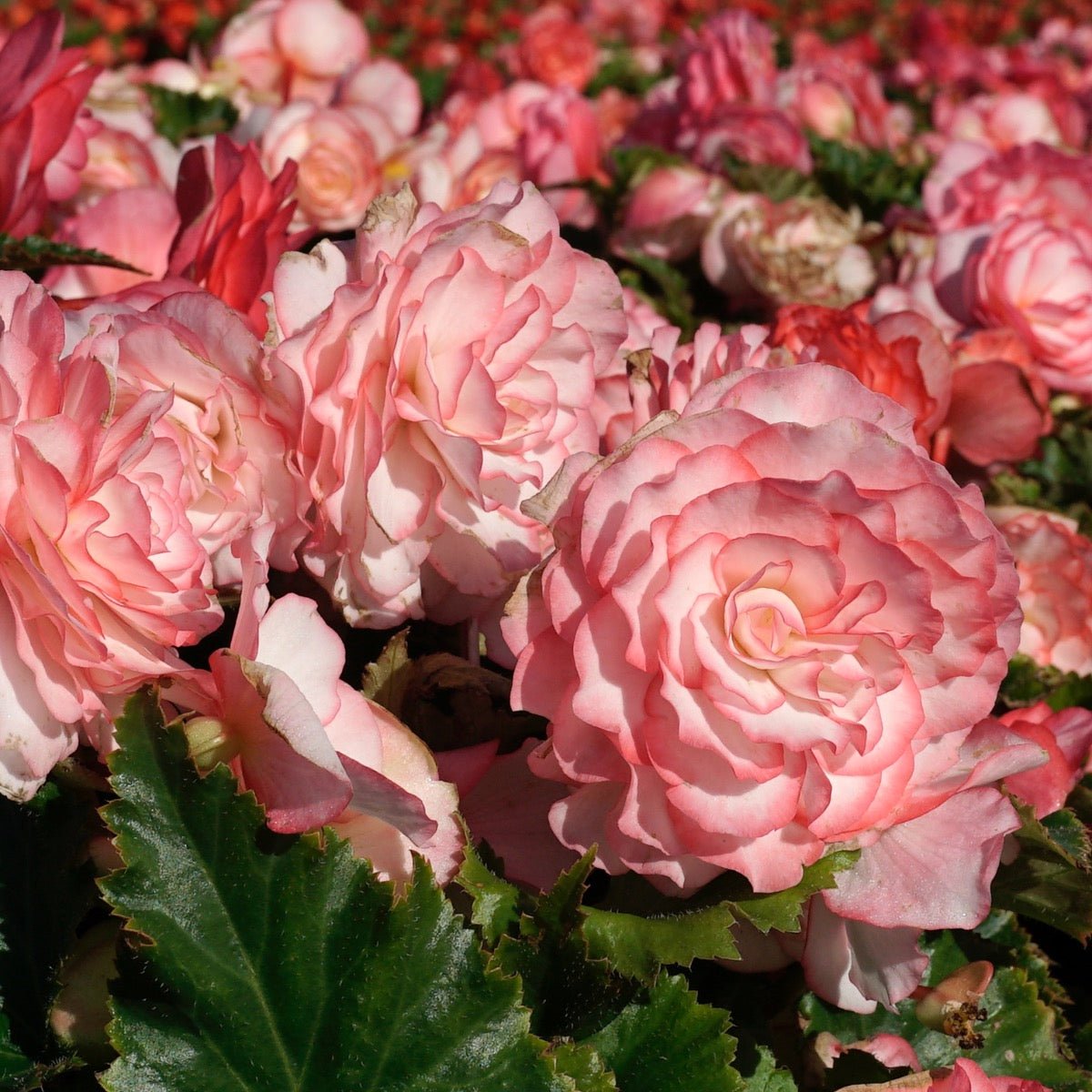 Begonia On Top Pink Halo - Begonias - Fluwel