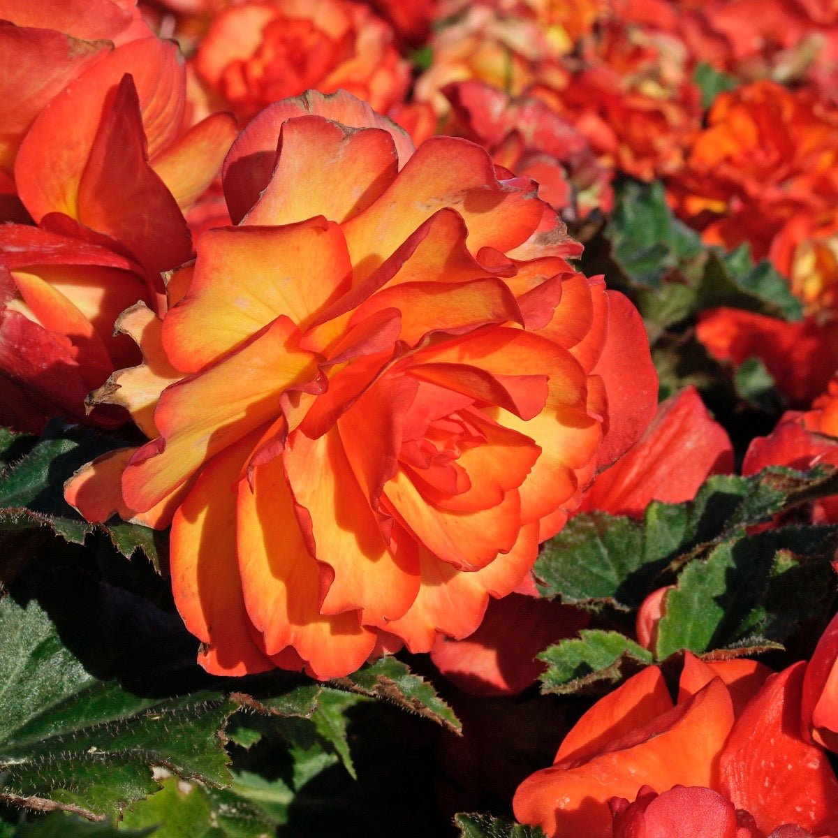 Begonia On Top Sunglow - Begonias - Fluwel