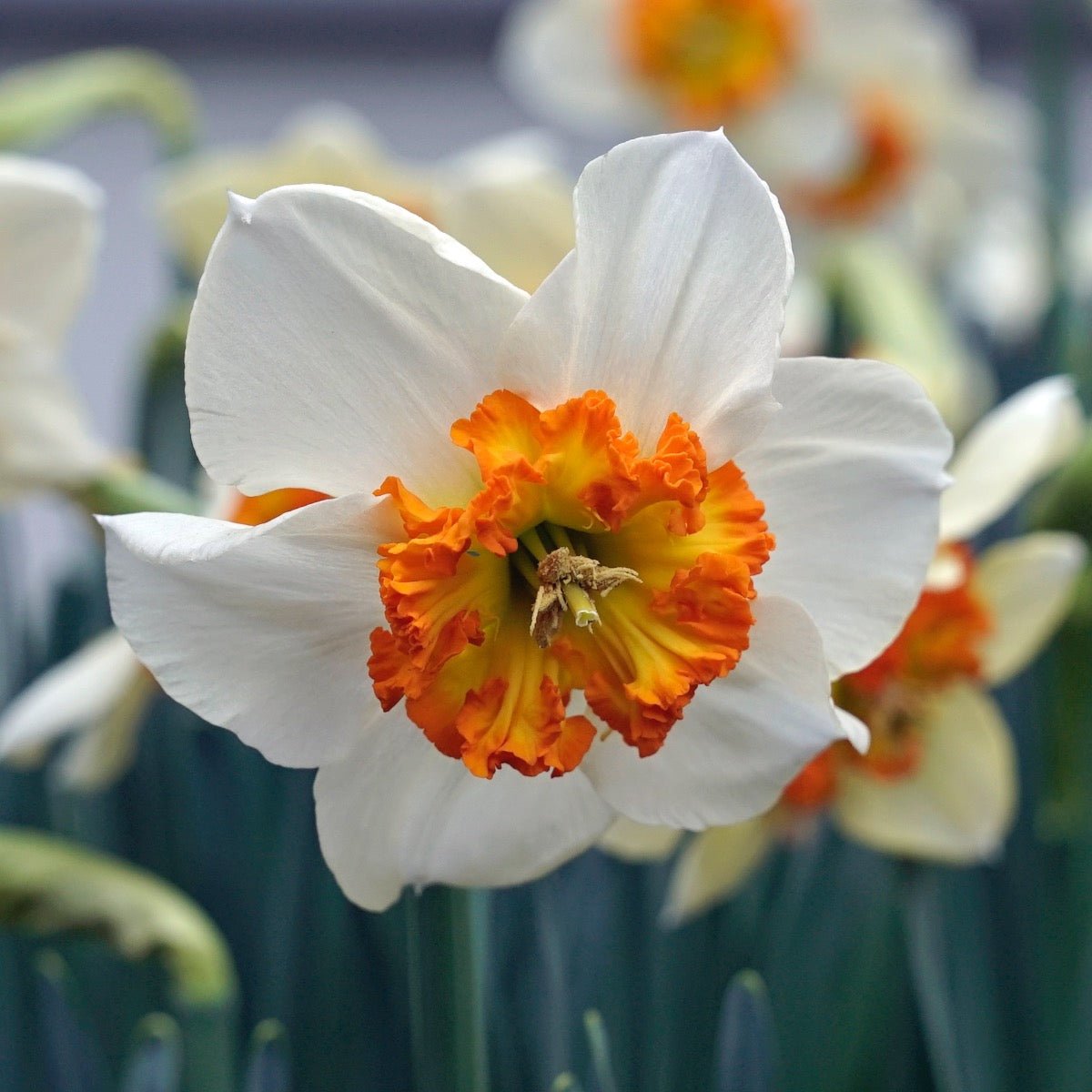 Besame Mucho - Narcissus - Fluwel