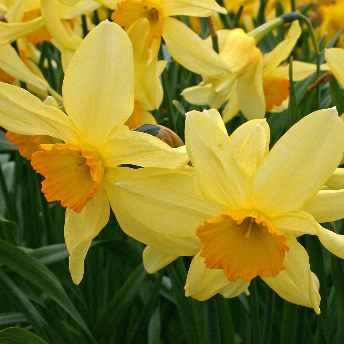 Brilliancy - Special Narcissus - Fluwel