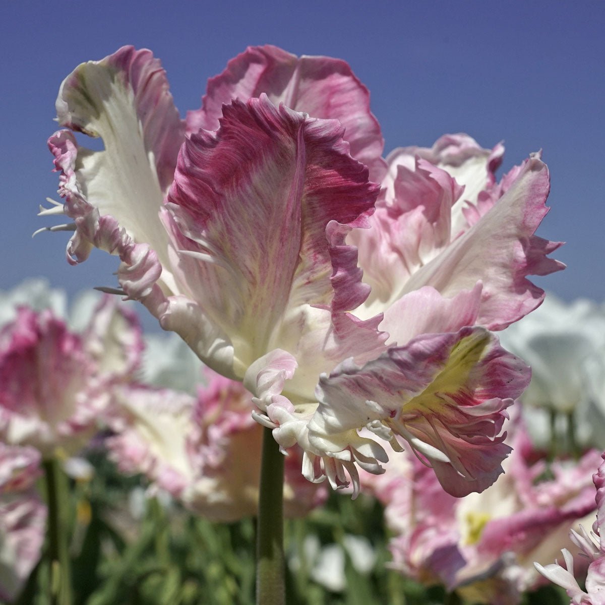 Cabanna - Tulips - Fluwel