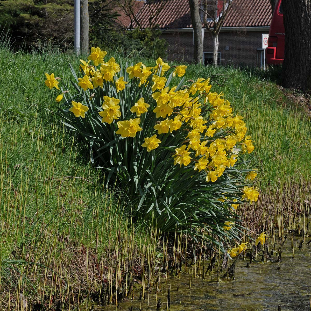 Carlton - Narcissus - Fluwel