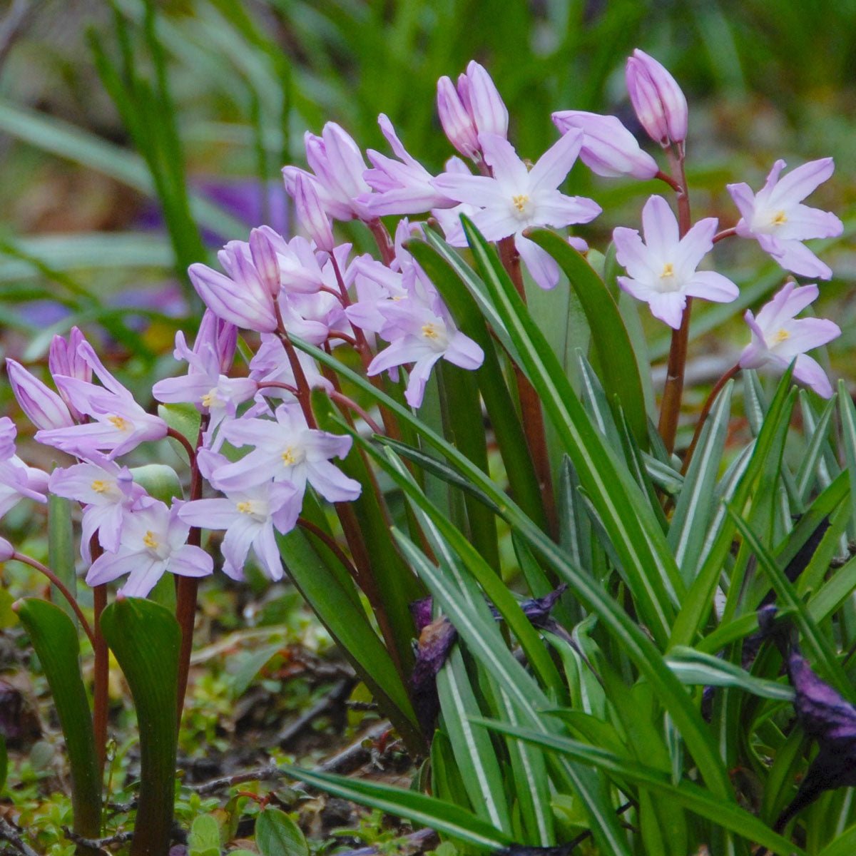 Chionodoxa forbesii Pink Giant - Spring specialty bulbs - Fluwel