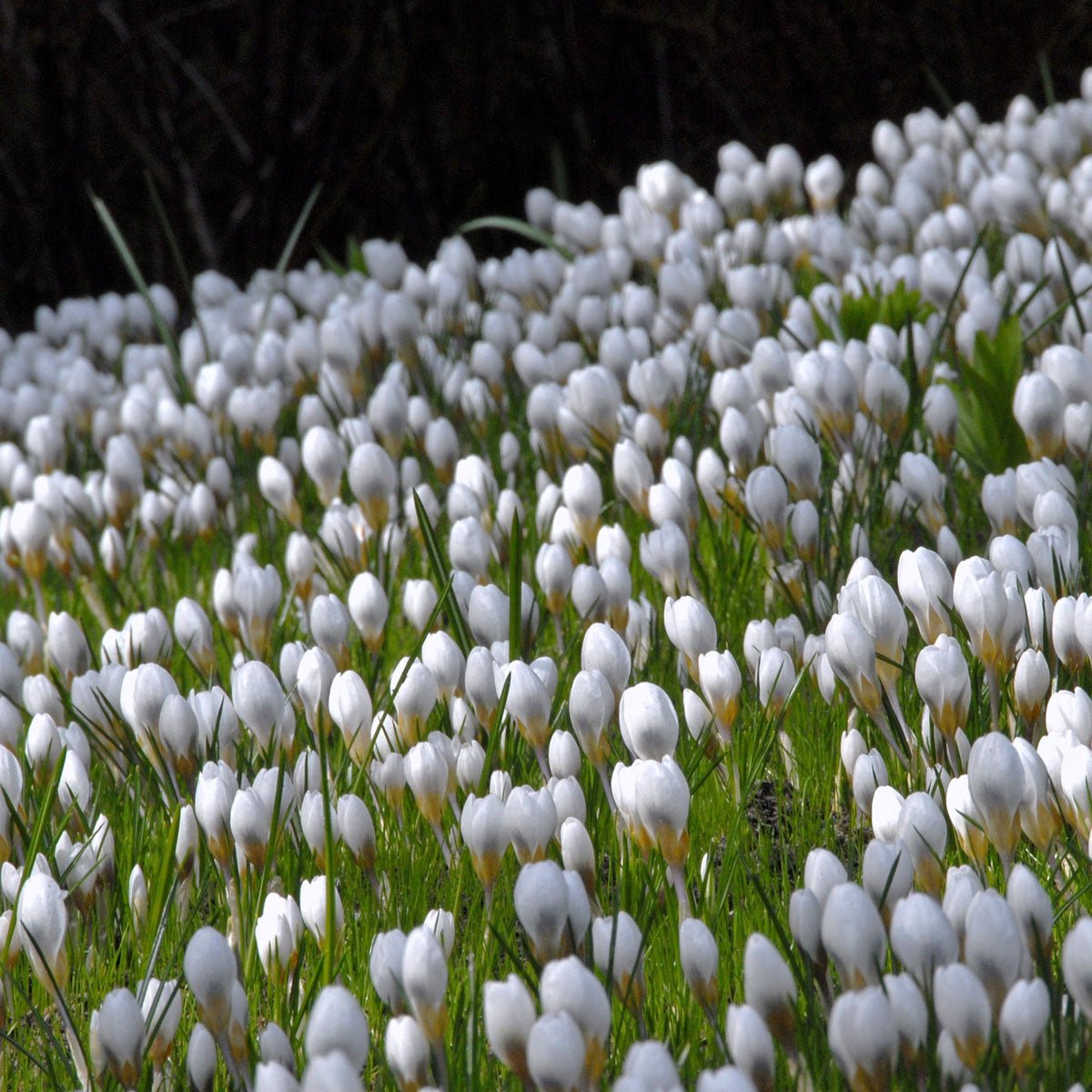 Crocus chrysanthus Ard Schenk - Crocuses - Fluwel