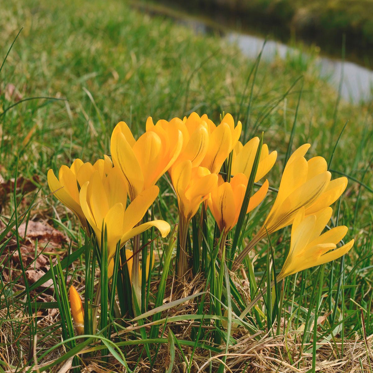 Crocus flavus Golden Yellow - Crocuses - Fluwel