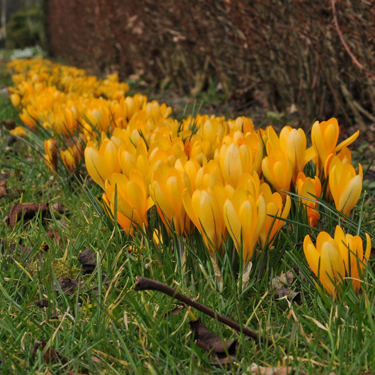 Crocus flavus Golden Yellow - Crocuses - Fluwel