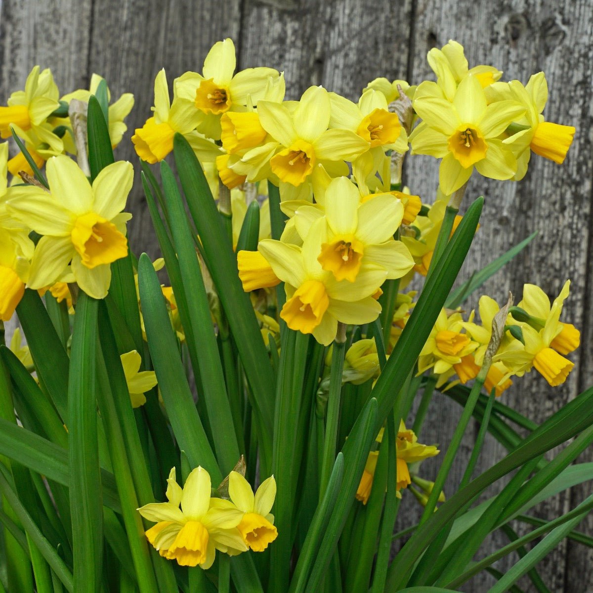 Cyclataz - Special Narcissus - Fluwel