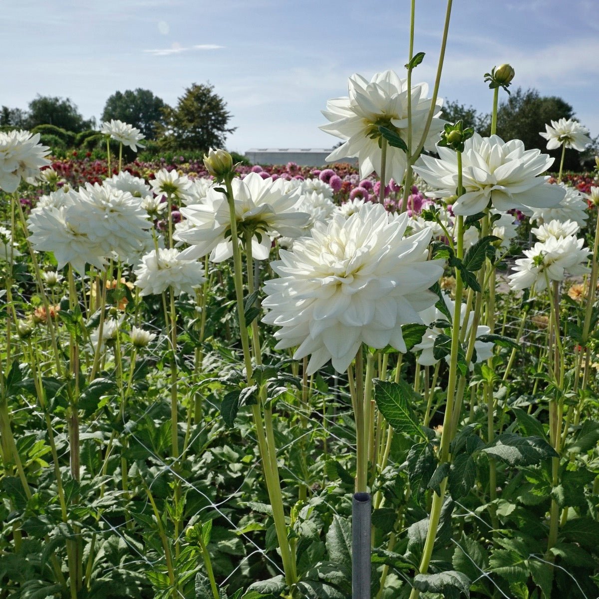 Dahlia Eternal Snow - Dahlias - Fluwel