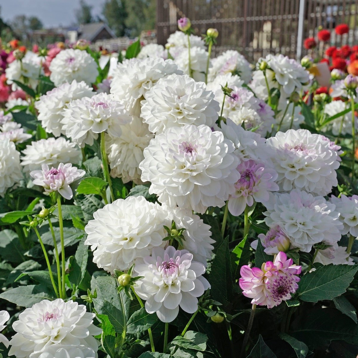 Dahlia Eveline - Dahlias - Fluwel