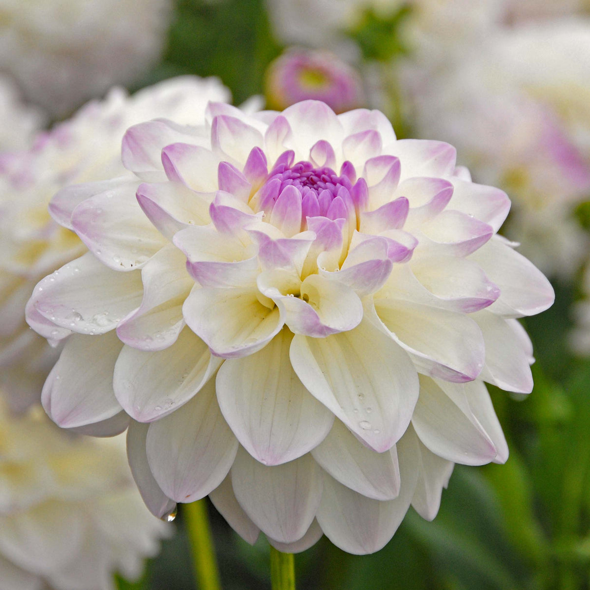 Dahlia Eveline - Dahlias - Fluwel
