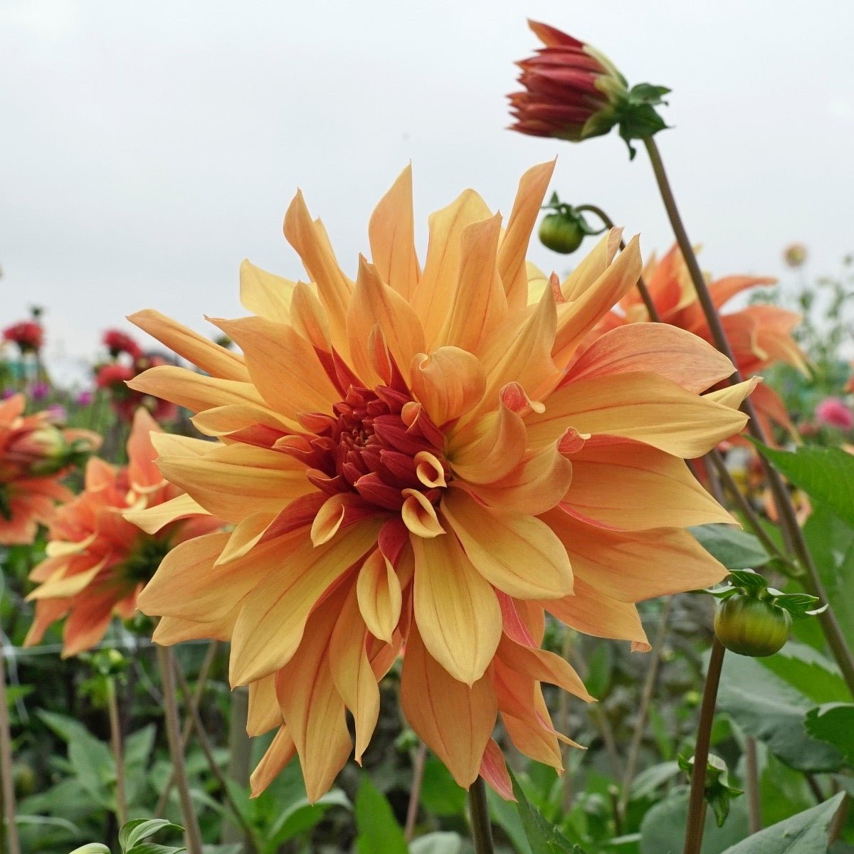 Dahlia French Cancan - Dahlias - Fluwel