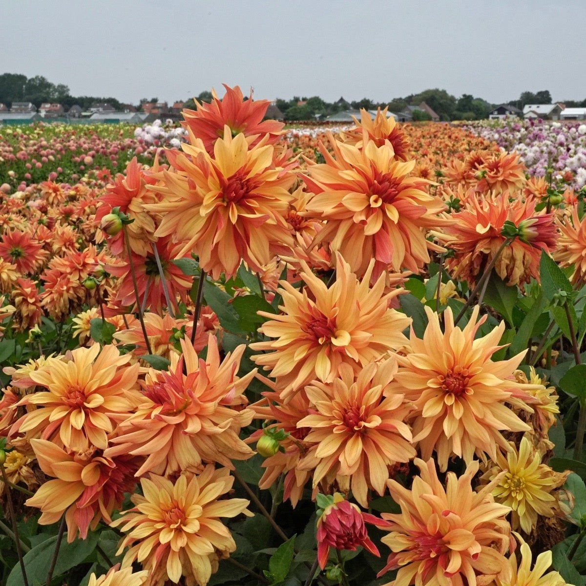 Dahlia French Cancan - Dahlias - Fluwel
