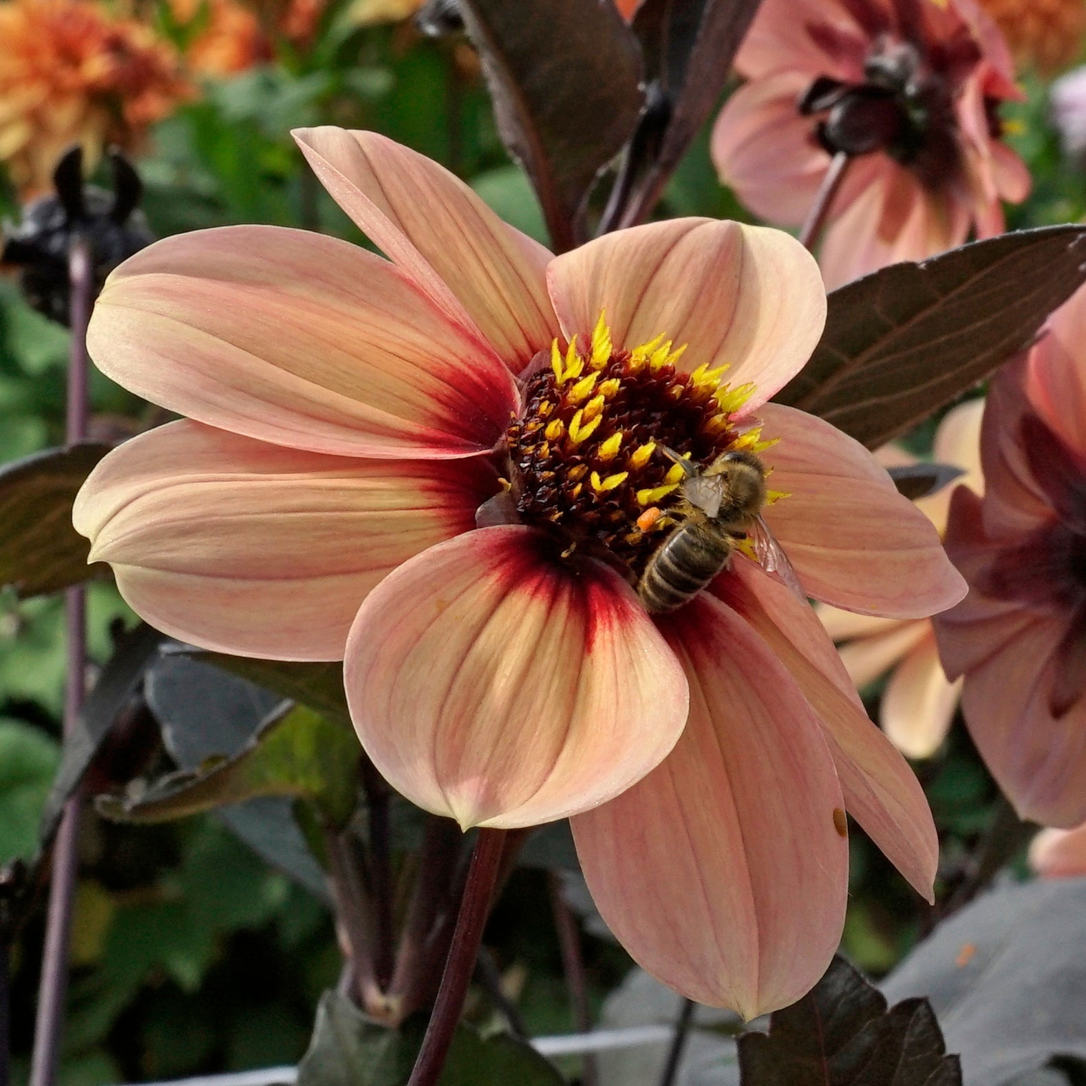 Dahlia Happy Single Kiss - Dahlias - Fluwel