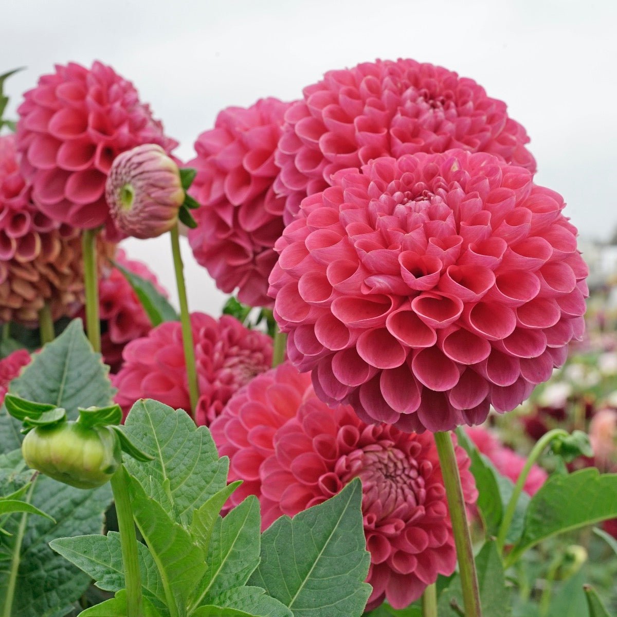 Dahlia Jowey Frambo - Dahlias - Fluwel