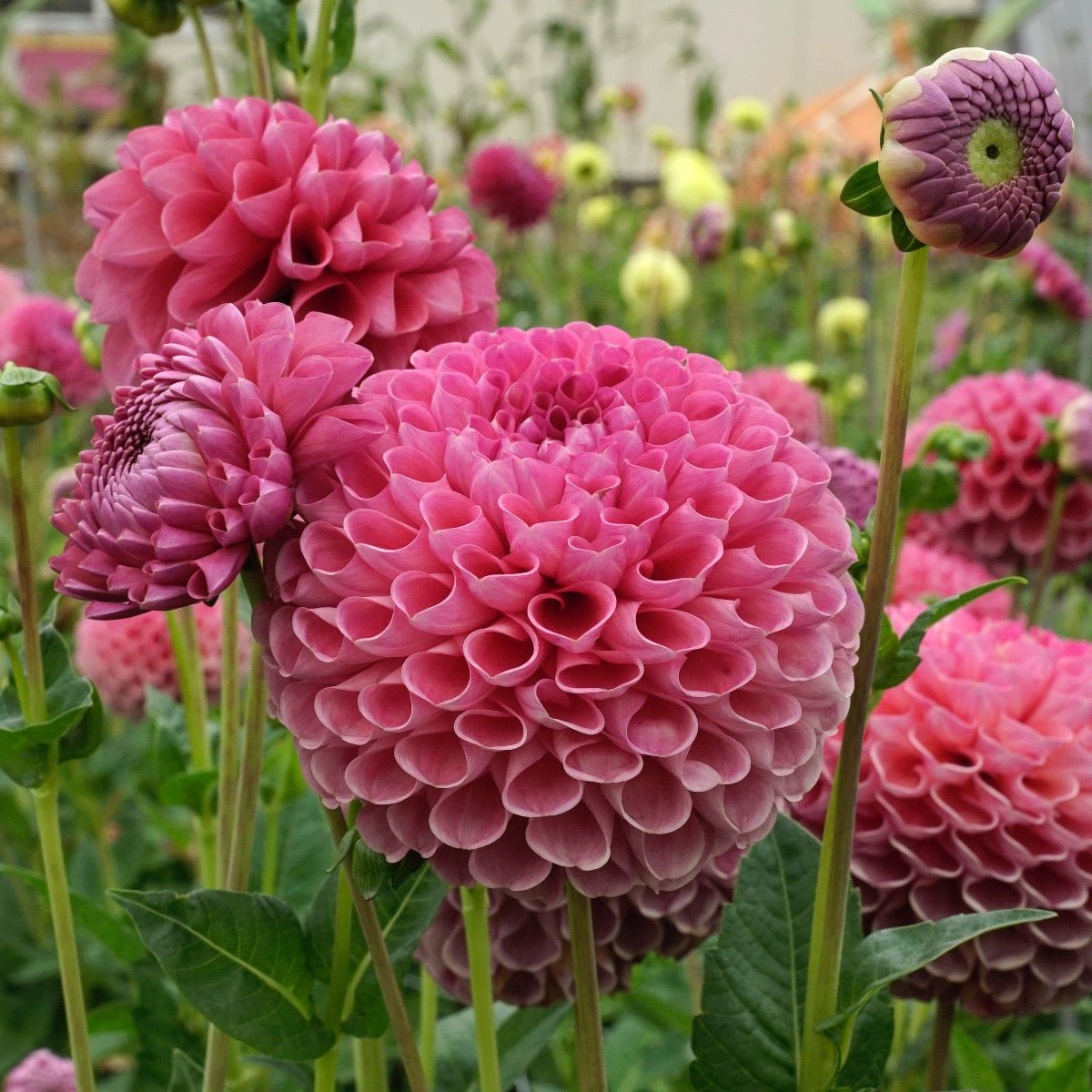Dahlia Jowey Frambo - Dahlias - Fluwel