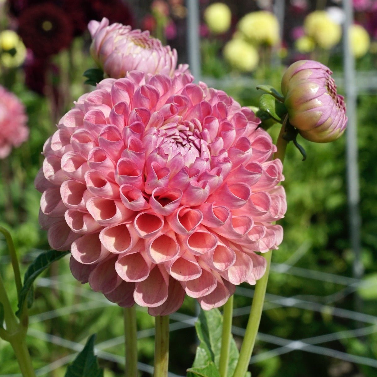 Dahlia Jowey Frambo - Dahlias - Fluwel