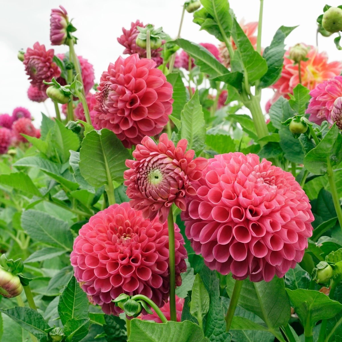 Dahlia Jowey Frambo - Dahlias - Fluwel