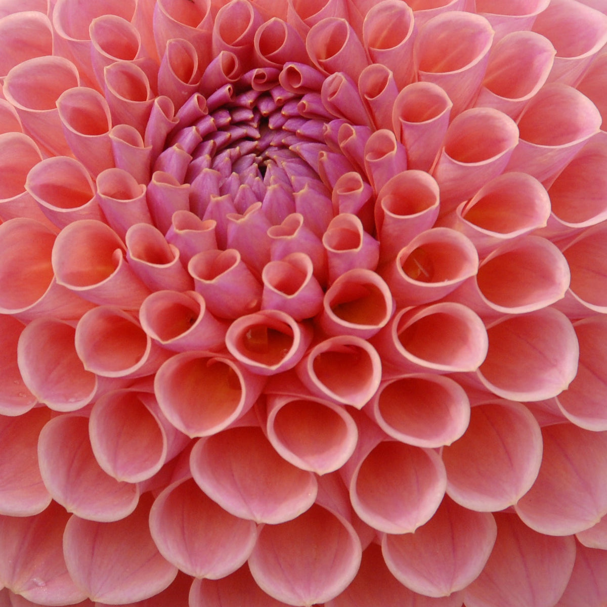 Dahlia Jowey Winnie - Dahlias - Fluwel