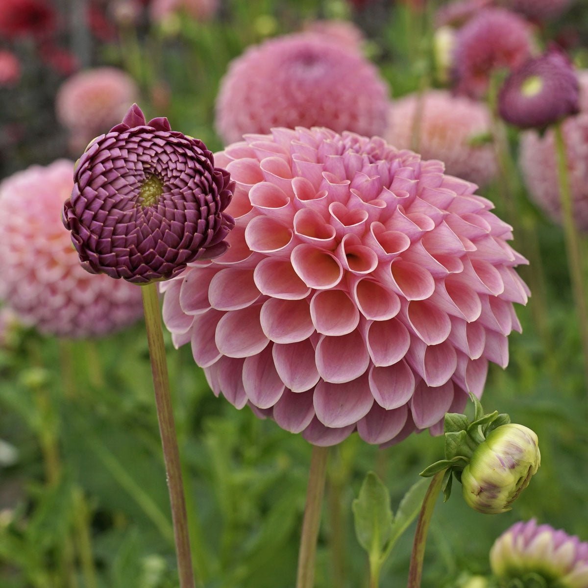 Dahlia Jowey Winnie - Dahlias - Fluwel