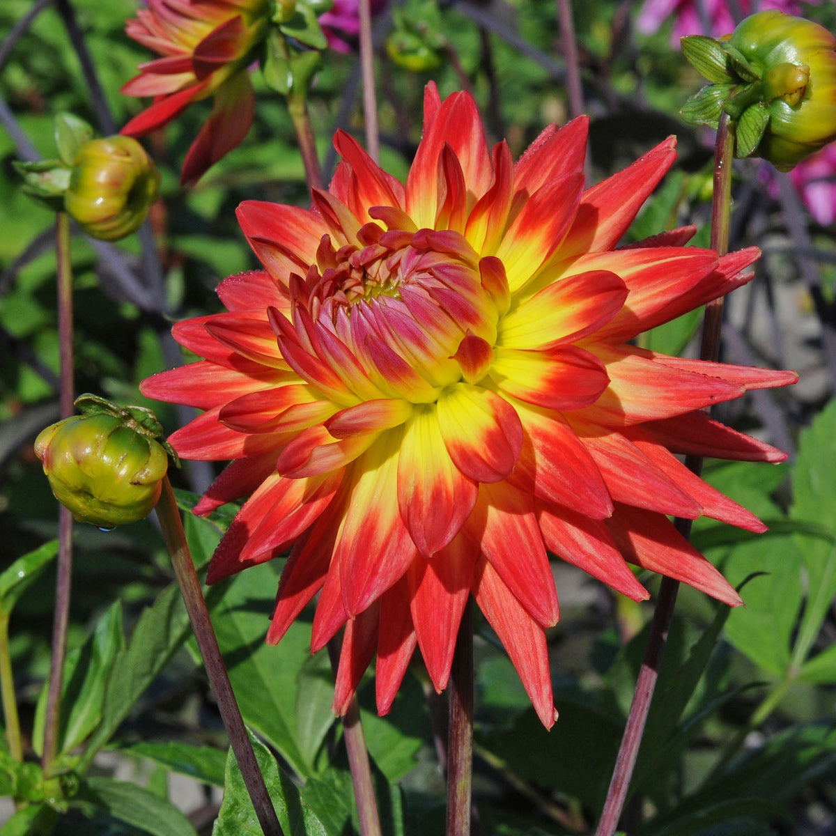 Dahlia Karma Bon Bini - Dahlias - Fluwel