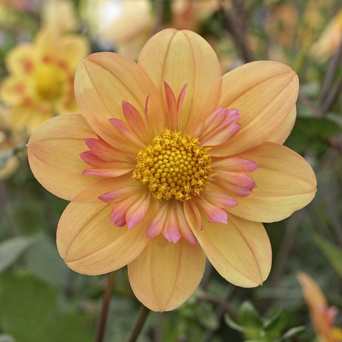 Dahlia Kelsey Annie Joy - Dahlias - Fluwel