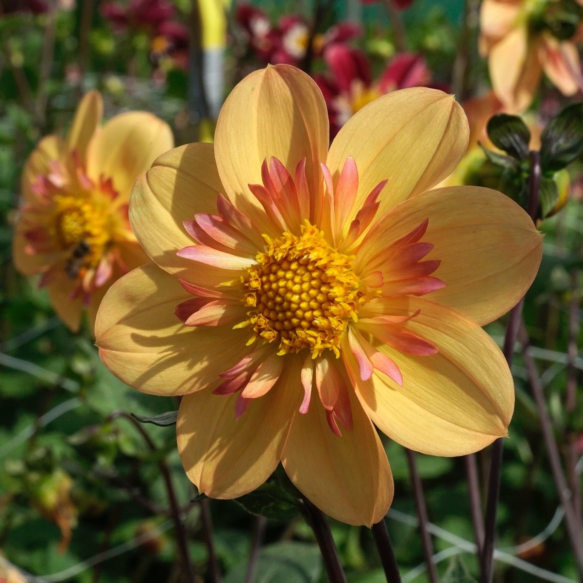 Dahlia Kelsey Annie Joy - Dahlias - Fluwel