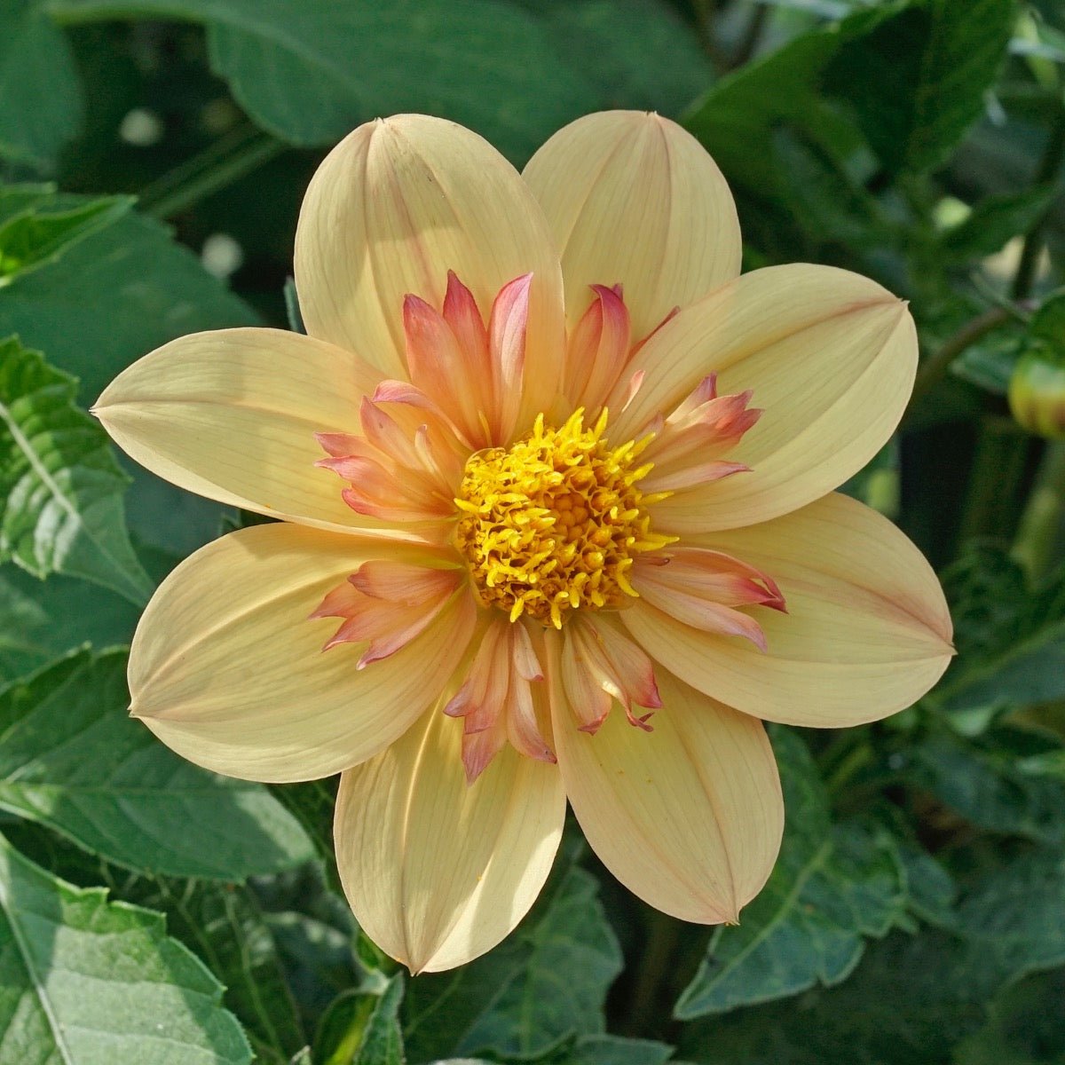 Dahlia Kelsey Annie Joy - Dahlias - Fluwel