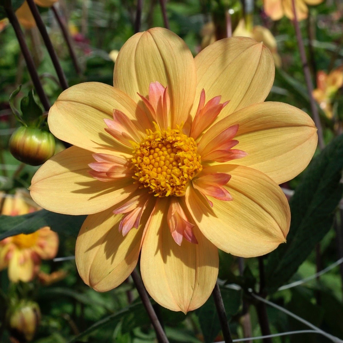 Dahlia Kelsey Annie Joy - Dahlias - Fluwel
