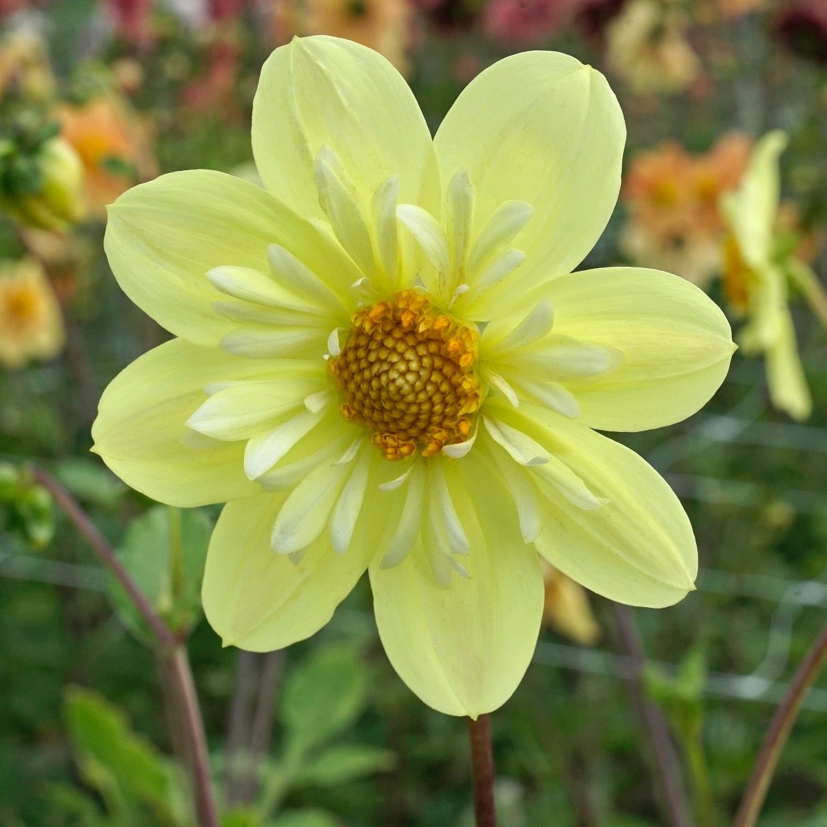 Dahlia Kelsey Sunshine - Dahlias - Fluwel
