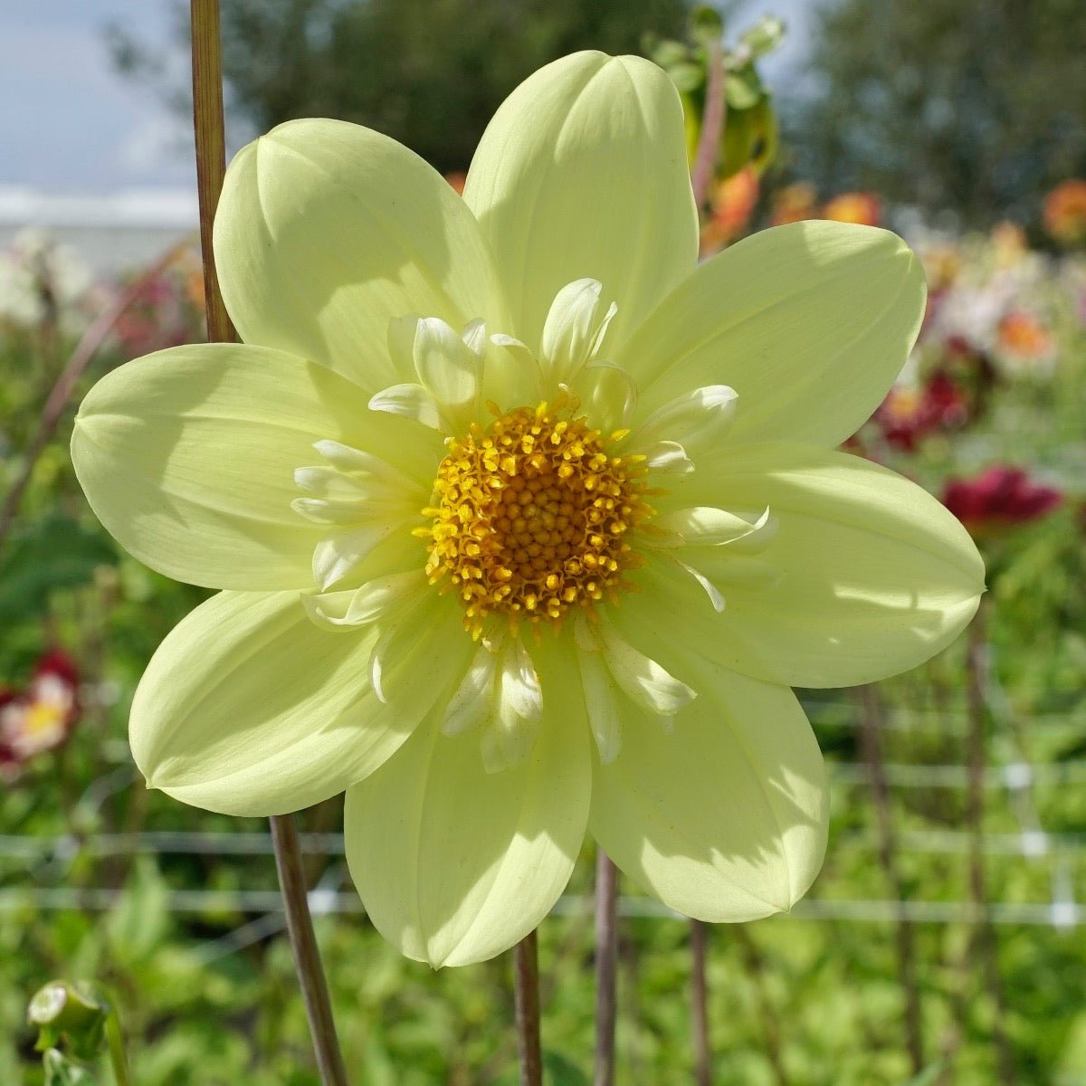 Dahlia Kelsey Sunshine - Dahlias - Fluwel