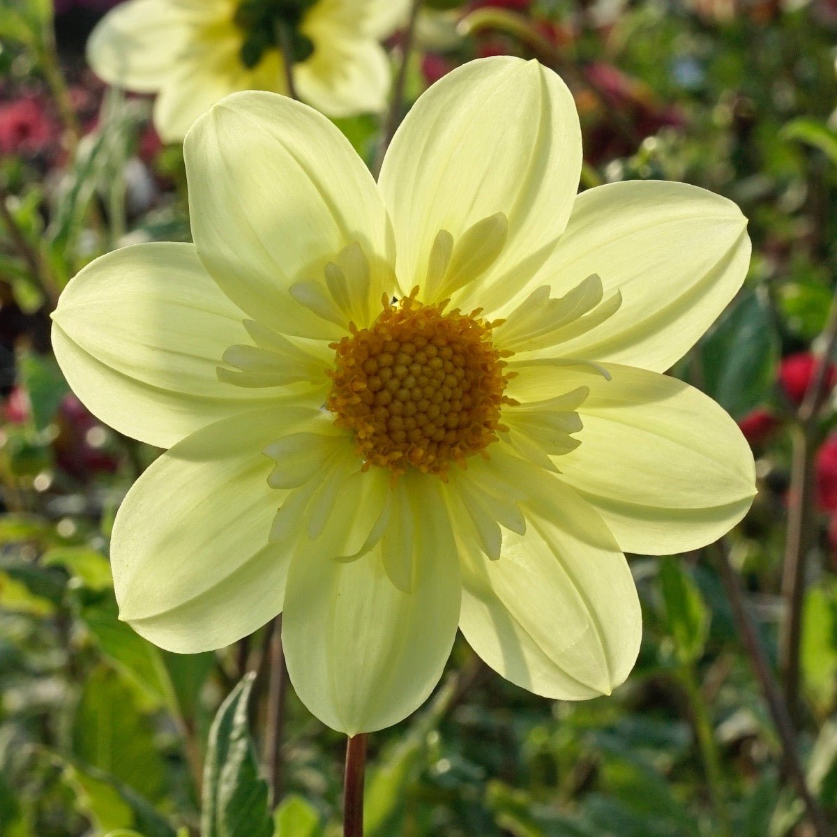 Dahlia Kelsey Sunshine - Dahlias - Fluwel