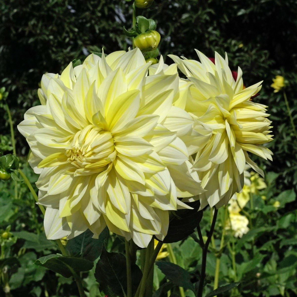 Dahlia La Luna - Dahlias - Fluwel