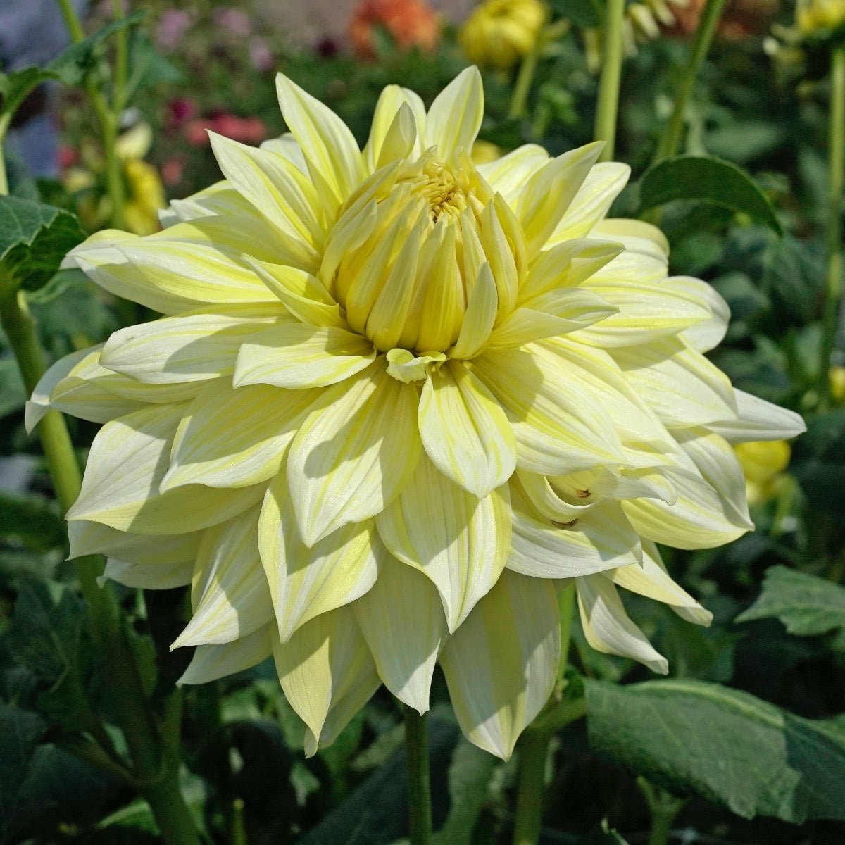 Dahlia La Luna - Dahlias - Fluwel