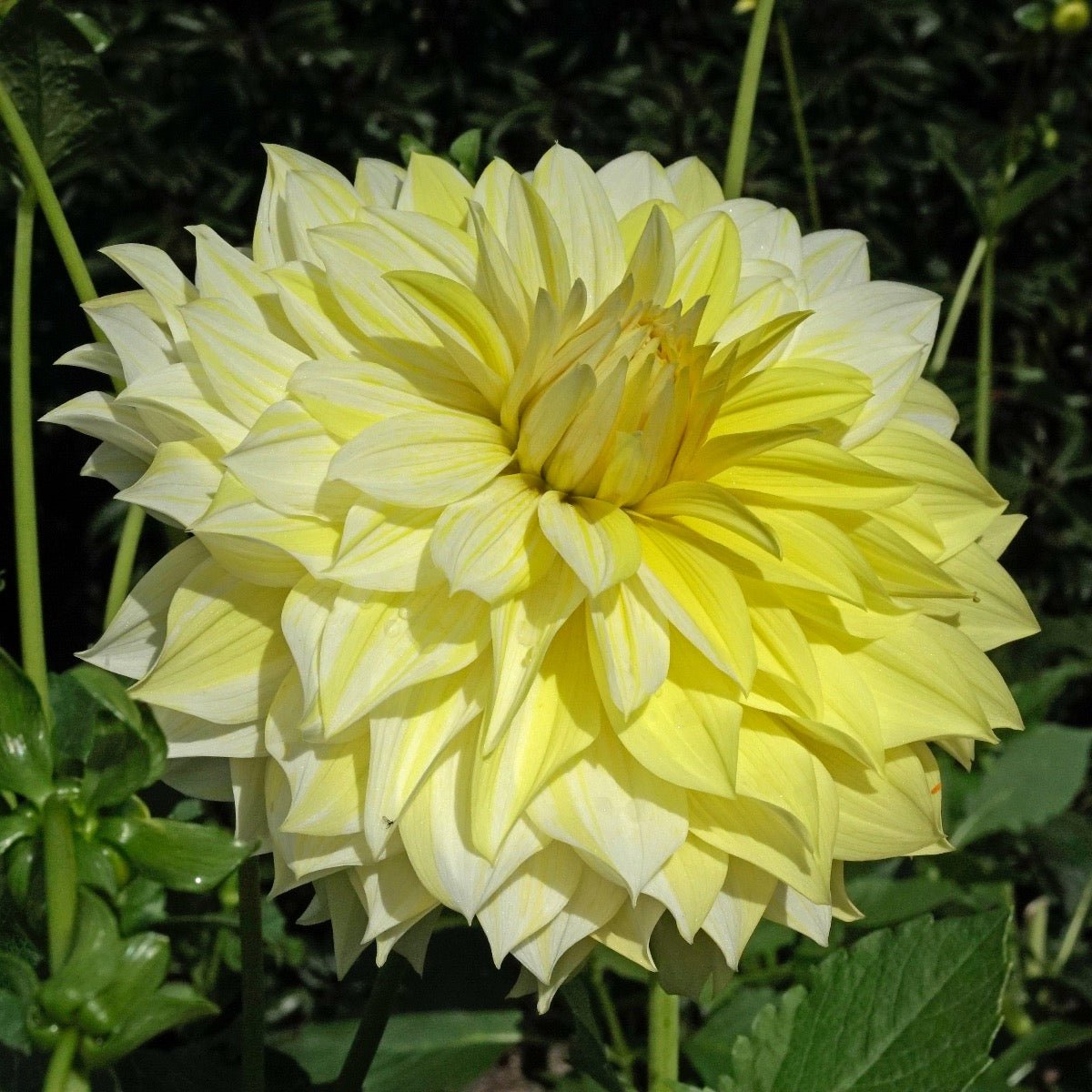 Dahlia La Luna - Dahlias - Fluwel
