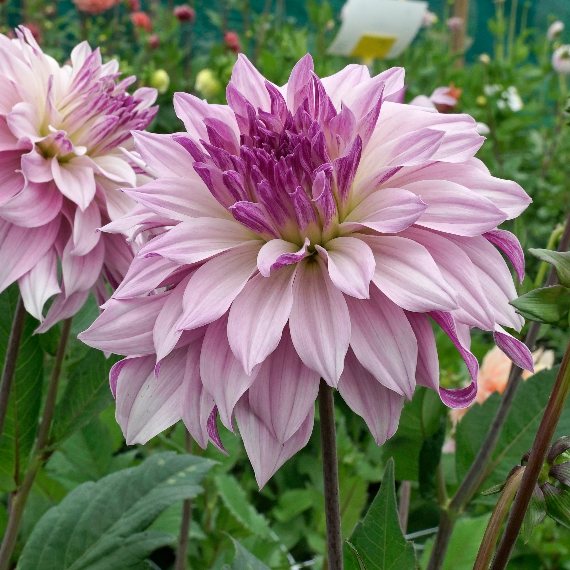 Dahlia Labyrinth Two Tone - Dahlias - Fluwel