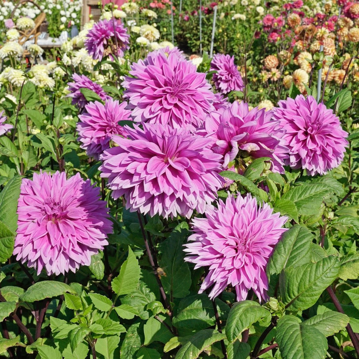 Dahlia Lilac Time - Dahlias - Fluwel