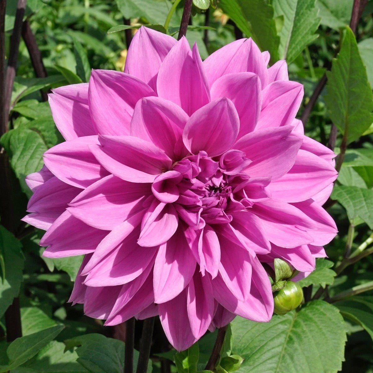 Dahlia Lilac Time - Dahlias - Fluwel