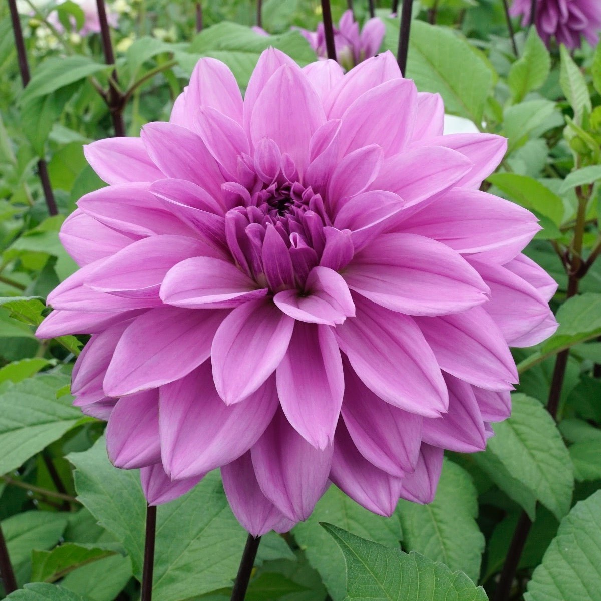 Dahlia Lilac Time - Dahlias - Fluwel